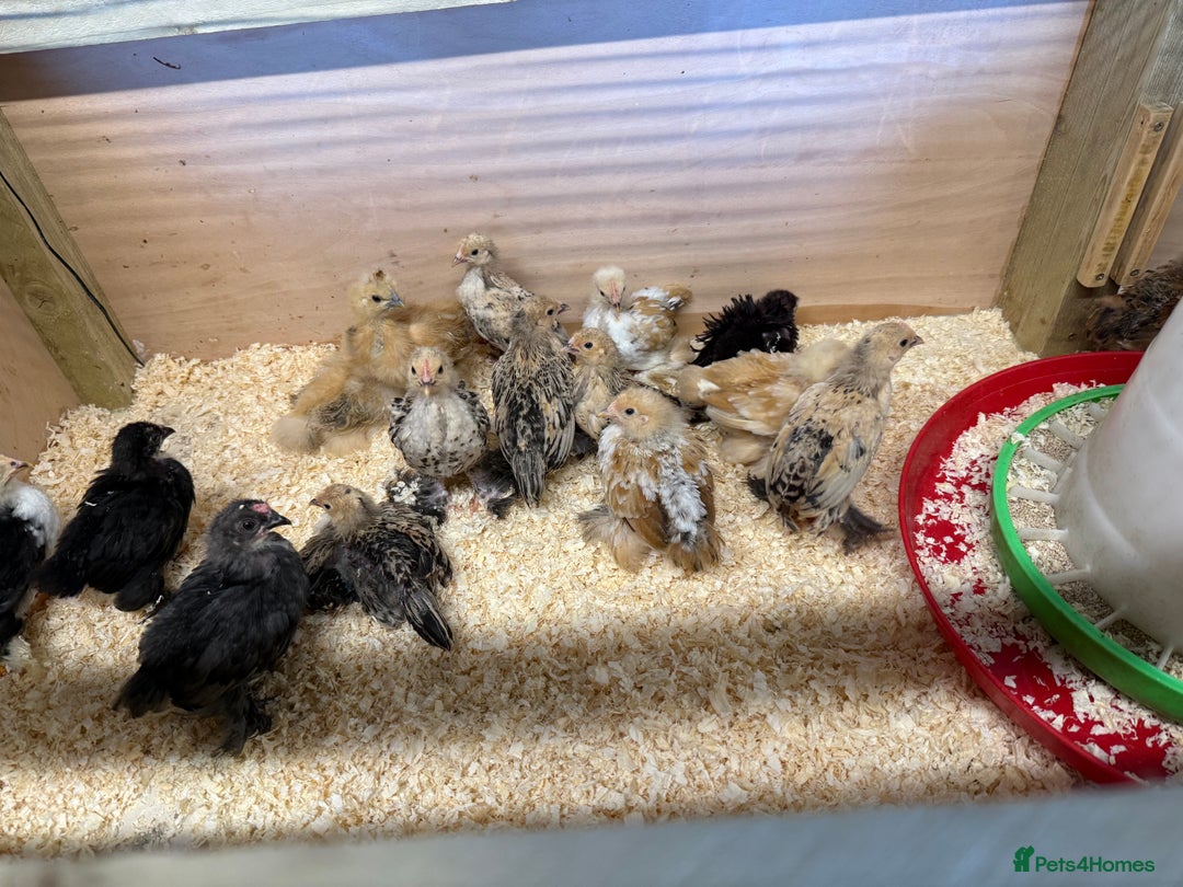 Chickens poultry for sale: 6 week old chicks for sale  - Image 3