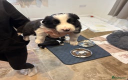 Border Collie dogs for sale: Border collie puppies  - Image 6