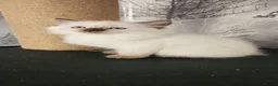 Ragdoll cats for sale: Female ragdoll seal point  - Advert 4