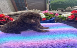 Cavapoo dogs for sale: 1 girl left 💕 f1b cavapoos ready now 🏡 - Image 7
