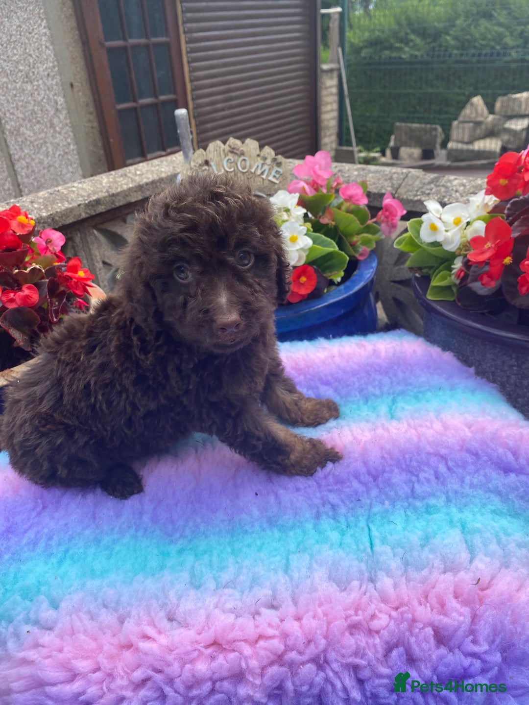 Cavapoo dogs for sale: 1 girl left 💕 f1b cavapoos ready now 🏡 - Image 7
