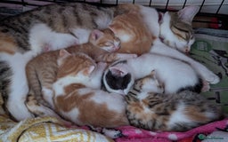 Mixed Breed cats for sale: 9 week old kittens - Image 14