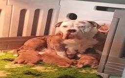 Olde English Bulldogge dogs for sale: Beautiful olde English bulldogs 🩷 - Image 1