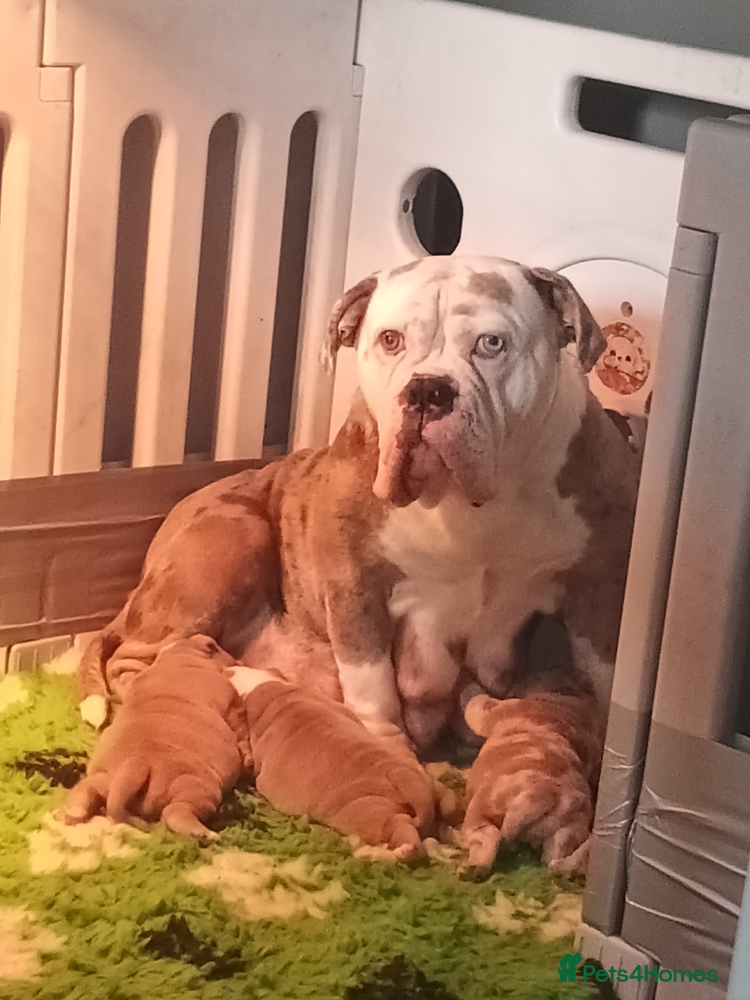 Olde English Bulldogge dogs for sale: Beautiful olde English bulldogs 🩷 - Image 1