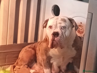 Olde English Bulldogge dogs - Advert 7