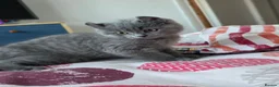 British Shorthair cats for sale: Blue British Shorthair Kittens – 1 Male & 1 Female - Advert 8