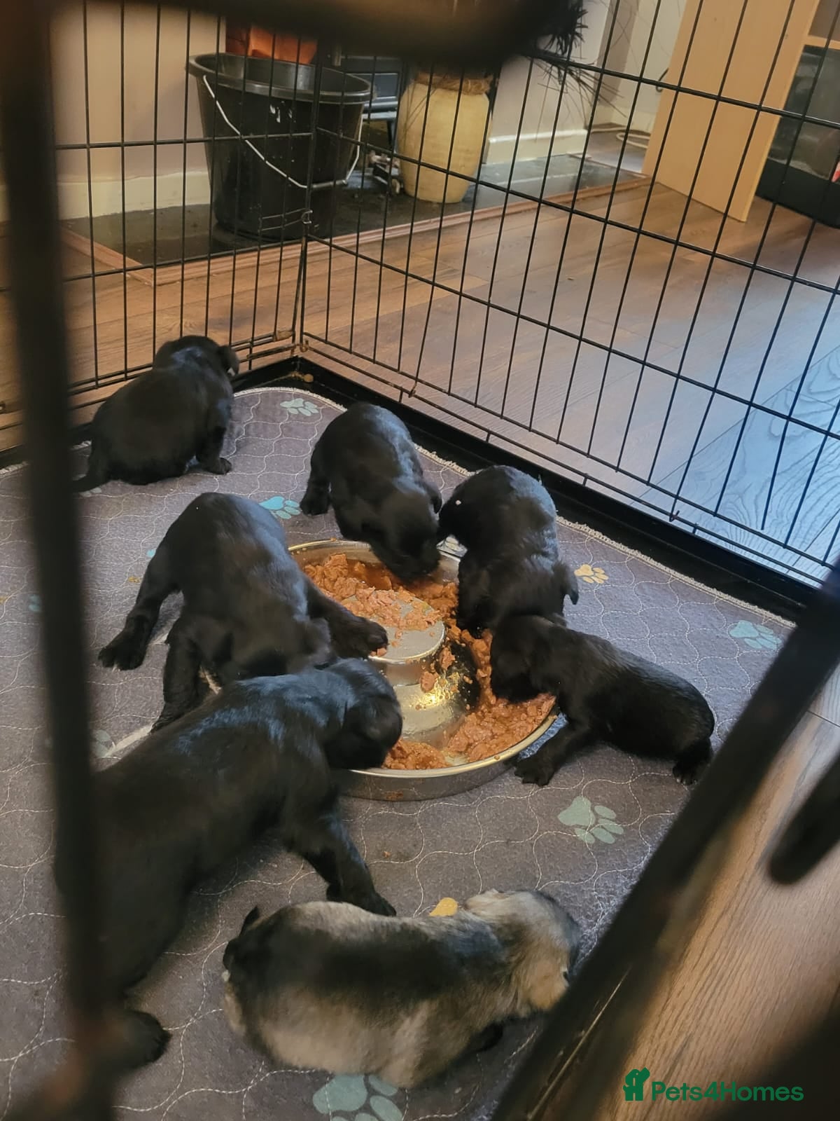 Miniature Schnauzer dogs Kc mini schnauzers - Advert 1