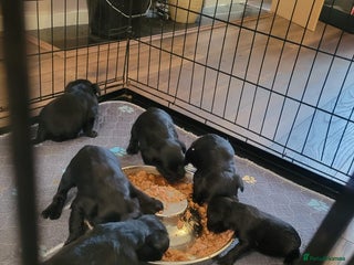 Miniature Schnauzer dogs Kc mini schnauzers - Advert 8