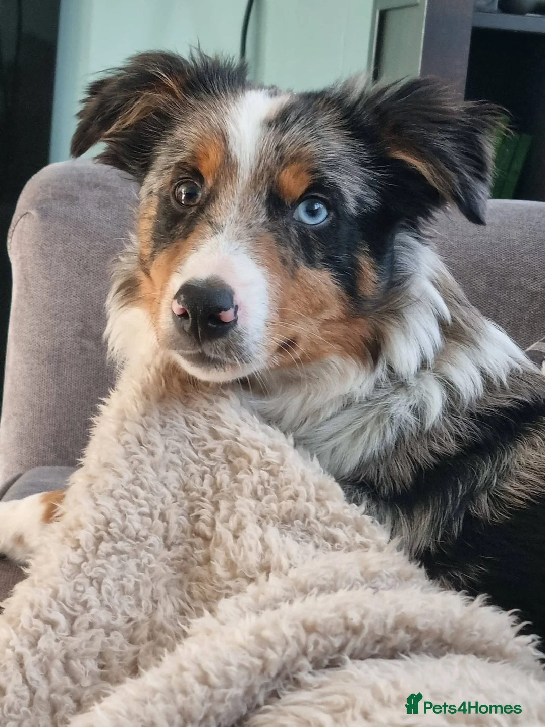 Border Collie dogs for stud: Blue Merle Border Collie for Stud - Advert 2