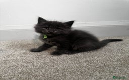 Maine Coon cats for sale: Rare Maine Coon/Russian Blue Kittens - Image 9