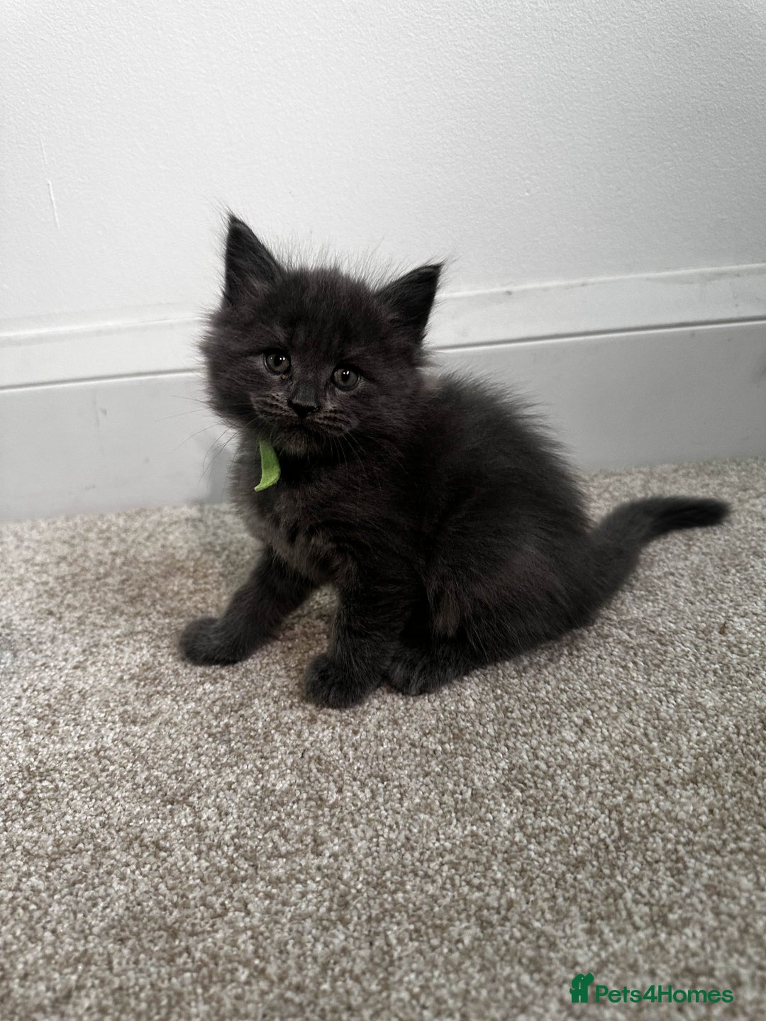 Maine Coon cats for sale: Rare Maine Coon/Russian Blue Kittens - Image 9