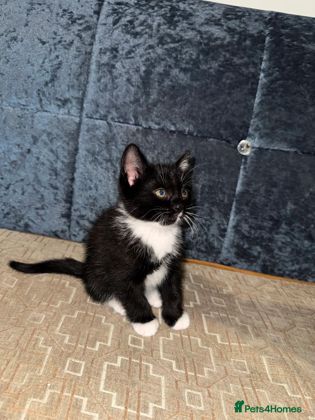 British Shorthair cats for sale: Quarter British Shorthair Kittens  - Advert 4