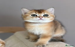 British Shorthair cats for sale: BSH Golden kittens  - Image 14