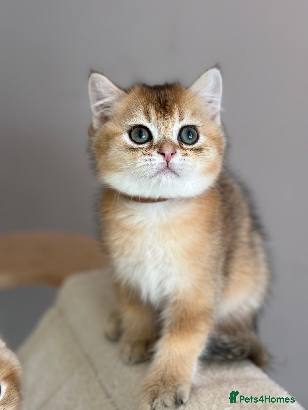 British Shorthair cats for sale: BSH Golden kittens  - Image 14