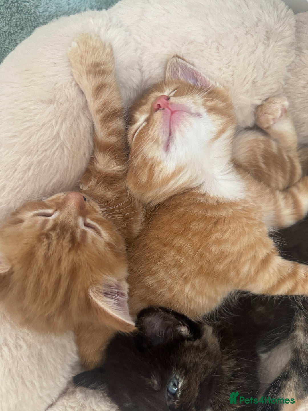 Mixed Breed cats for sale: 3 Gorgeous kittens For Sale - Image 5