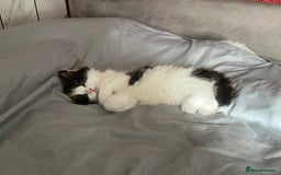 Mixed Breed cats for sale: Calio Kitten Female 2 Months Old - Image 11