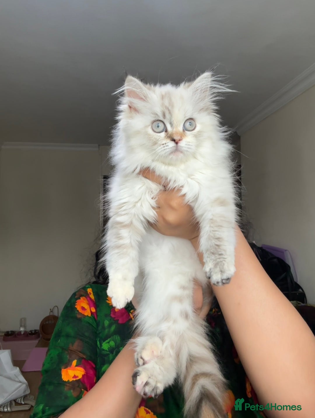 Ragdoll cats for sale: 🐾 Ragdoll/British Shorthair Mix 🐾 - Advert 2