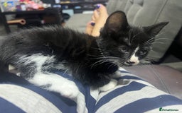 Mixed Breed cats for sale: Friendly kittens  - Image 5