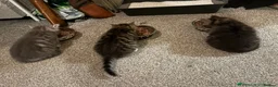 Mixed Breed cats for sale: Beautiful kittens ready now  - Advert 5