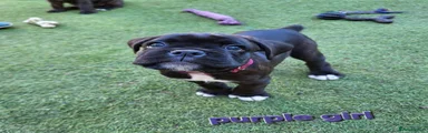 Boxer 2