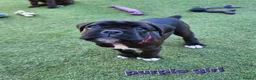 Boxer dogs for sale: Bobtail/tailed Boxer puppy - Advert 16
