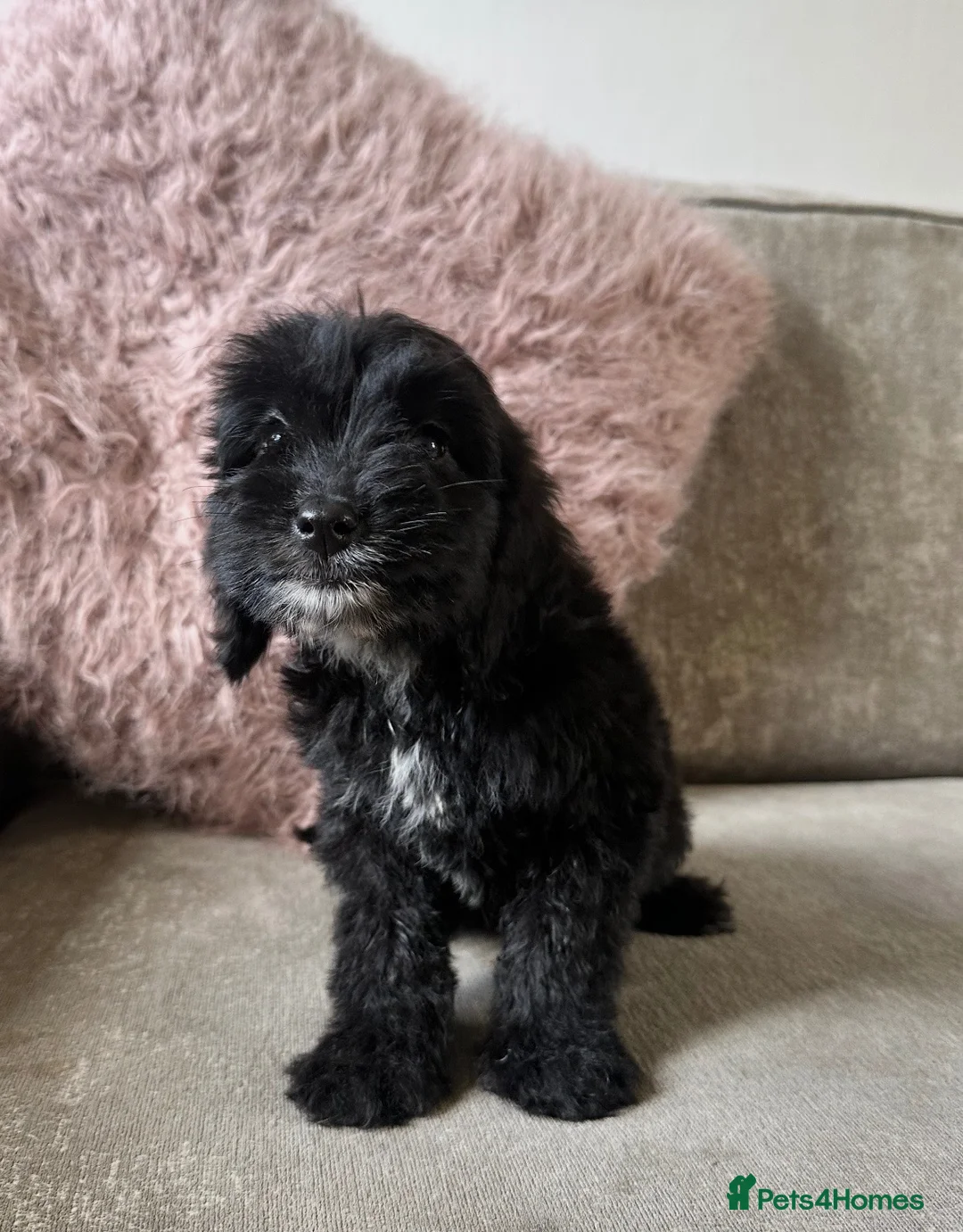 Cockapoo dogs for sale: Adorable Cockapoos’s ready now - Advert 34
