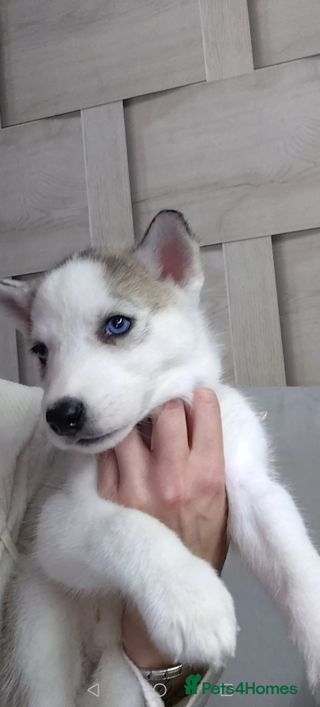 Siberian Husky dogs for sale: Siberian huskys READY NOW 1 boy 1 girl. - Image 4