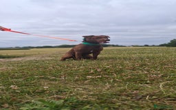 Patterdale Terrier dogs for stud: Working patterdale for stud - Image 5