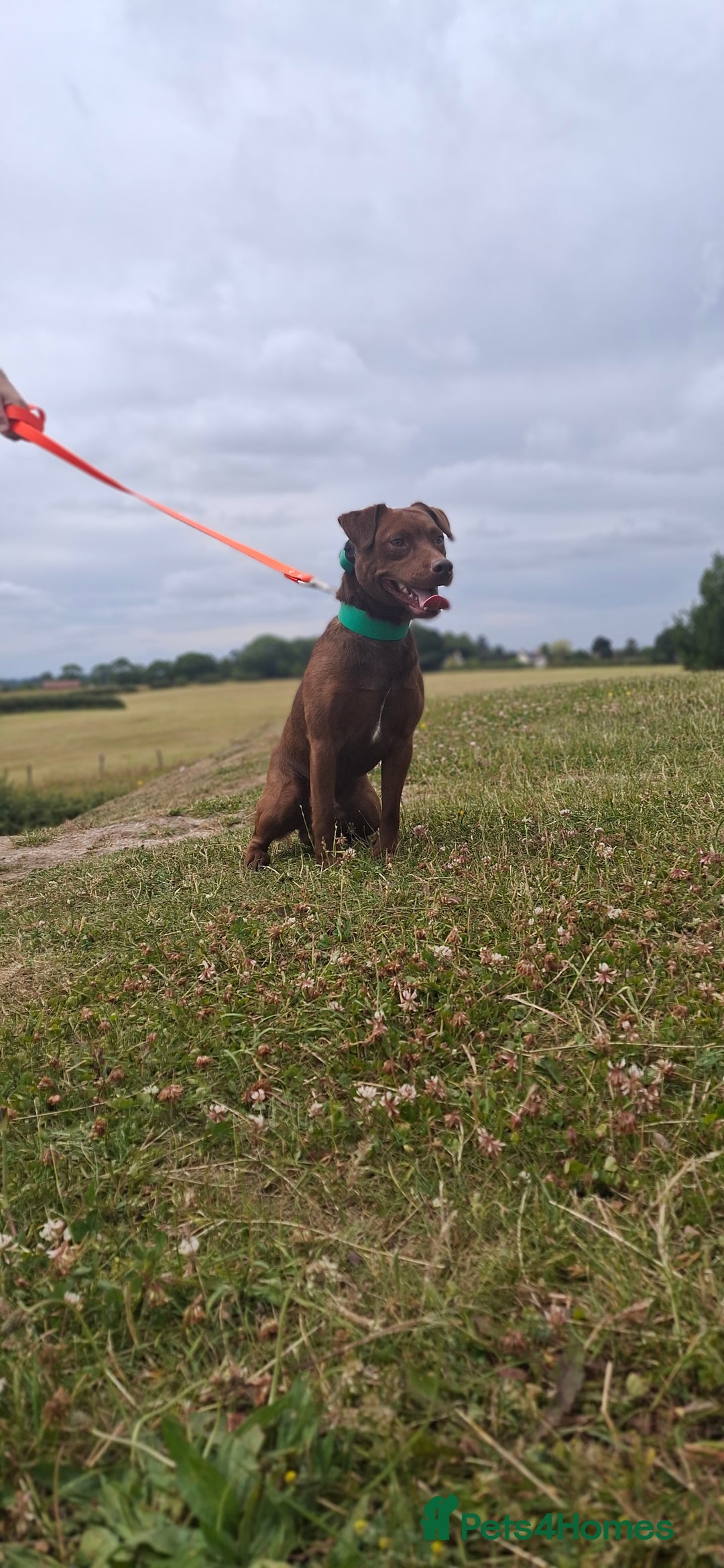 Patterdale Terrier dogs for stud: Working patterdale for stud - Image 5
