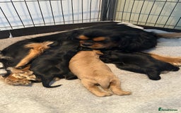 Cavalier King Charles Spaniel dogs for sale: CKCS puppies - Image 6