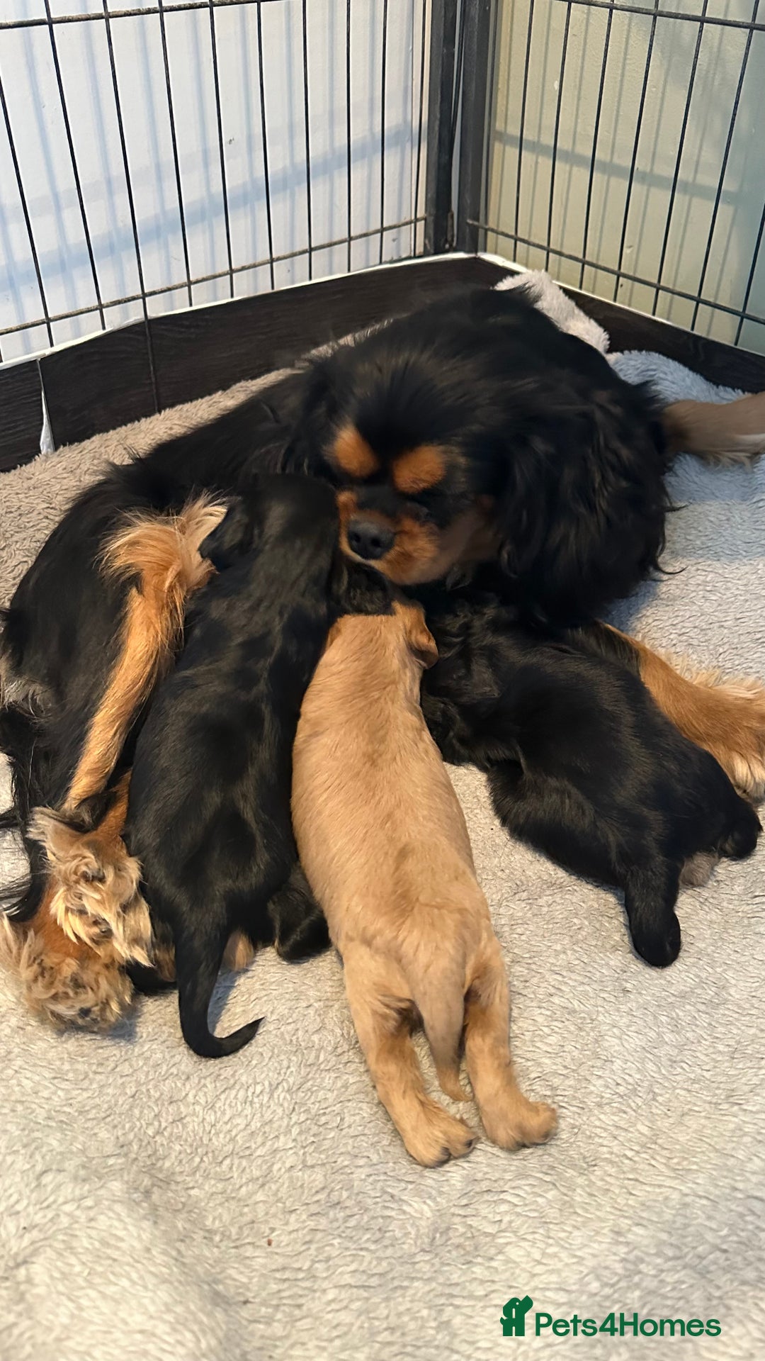 Cavalier King Charles Spaniel dogs for sale: CKCS puppies - Image 6