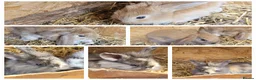 Mixed Breed rabbits for sale: Baby lion lops - Advert 1