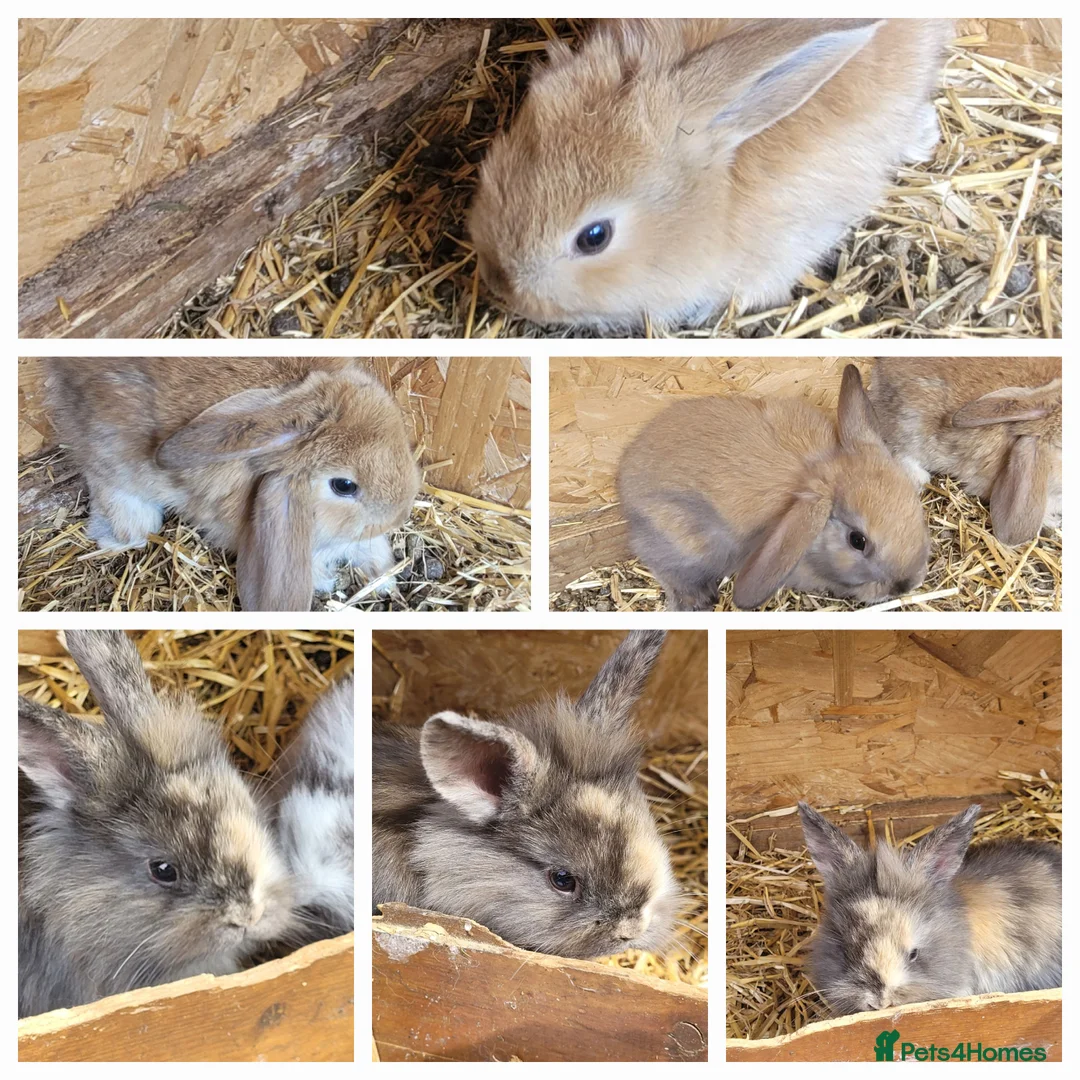 Mixed Breed rabbits for sale: Baby lion lops - Advert 1