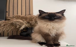 Ragdoll cats for sale: Female ragdoll age 4 years  - Image 1