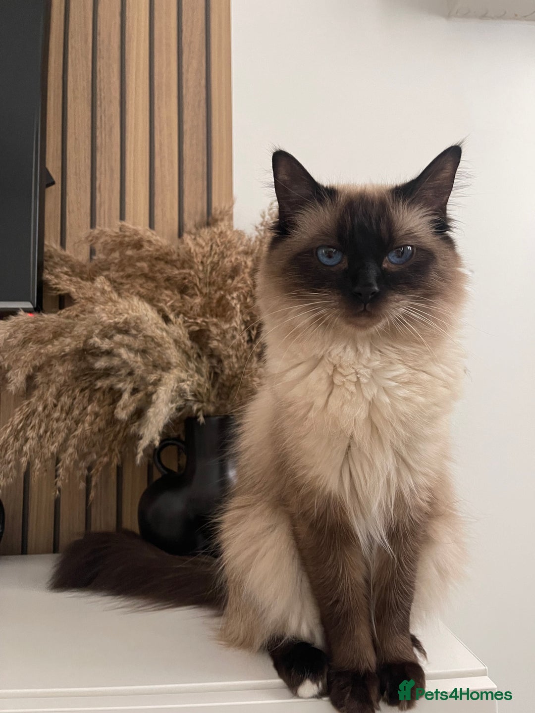 Ragdoll cats for sale: Female ragdoll age 4 years  - Image 1