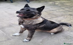 Japanese Akita Inu dogs for sale: Sasha looking for permanent home ASAP - Image 1
