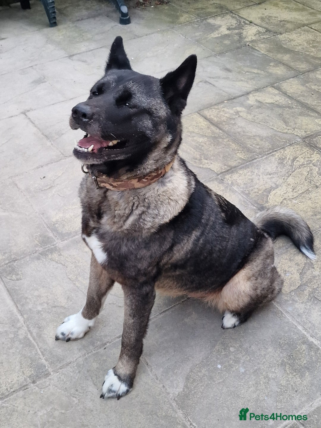 Japanese Akita Inu dogs for sale: Sasha looking for permanent home ASAP - Image 1