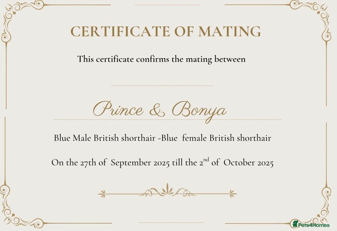 British Shorthair cats for sale: Purebred  British shorthair kittens  - Advert 18