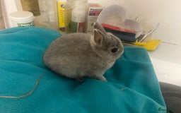 Netherland Dwarf rabbits for sale: Beautiful Netherland dwarf kits - Image 4