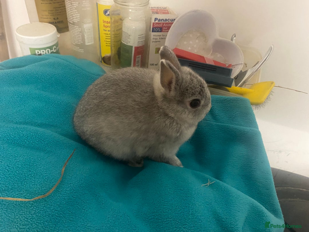 Netherland Dwarf rabbits for sale: Beautiful Netherland dwarf kits - Image 4