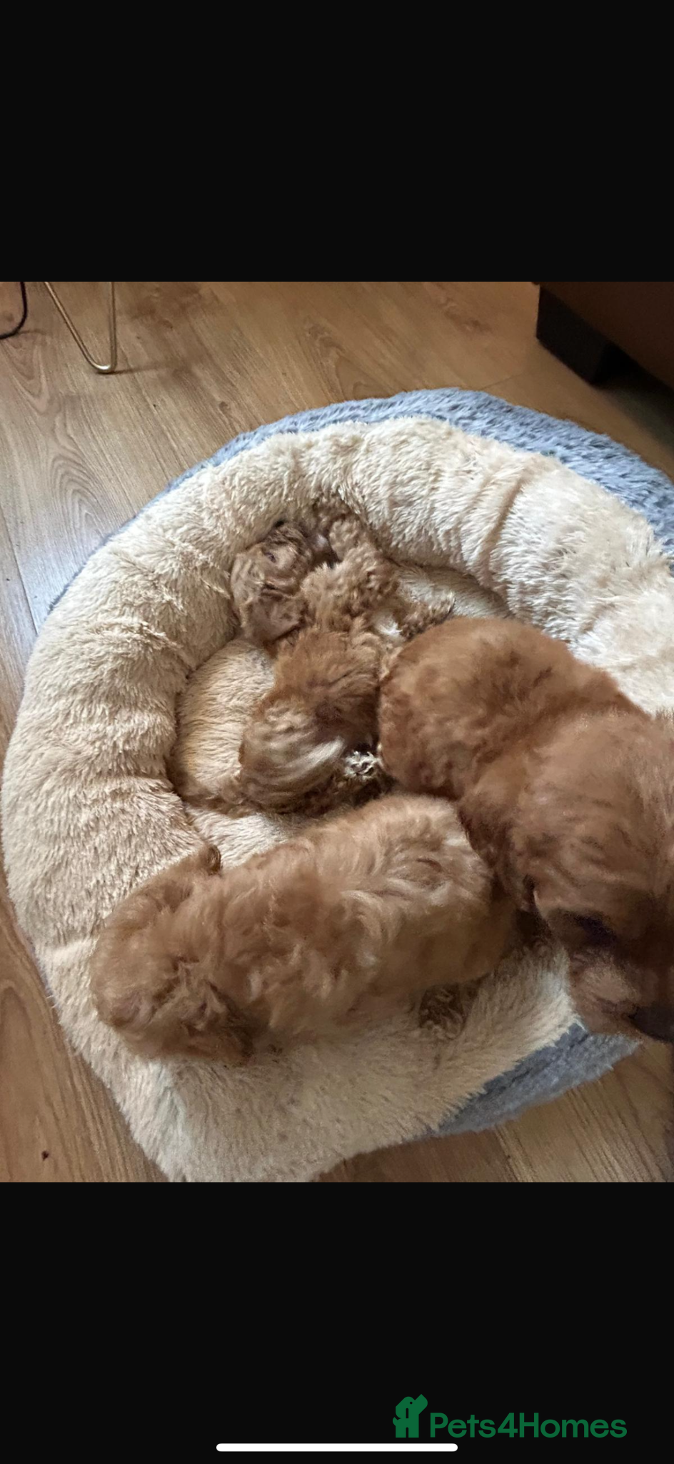 Cockapoo dogs for sale: Cockapoo puppies in Aberdeen - Advert 36