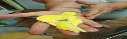 Budgerigars birds for sale: Budgies 1 x male and 2 x babies  - Advert 10