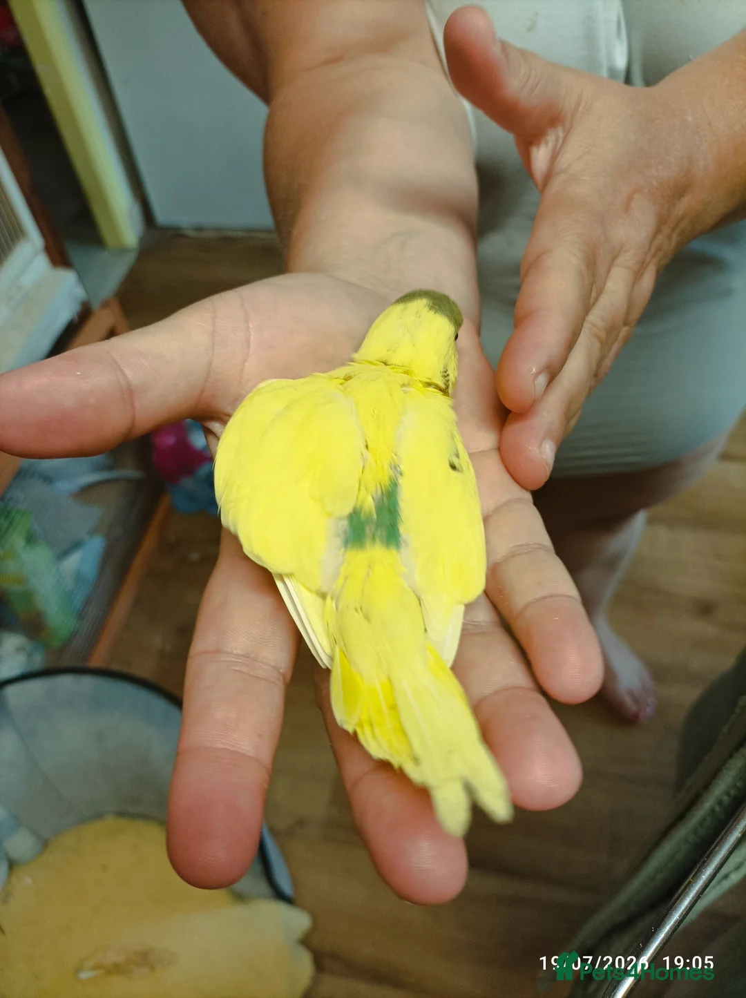 Budgerigars birds for sale: Budgies 1 x male and 2 x babies  - Advert 10