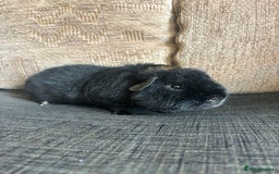 Guinea Pig rodents for sale: 1 male teddy boar available  - Image 5
