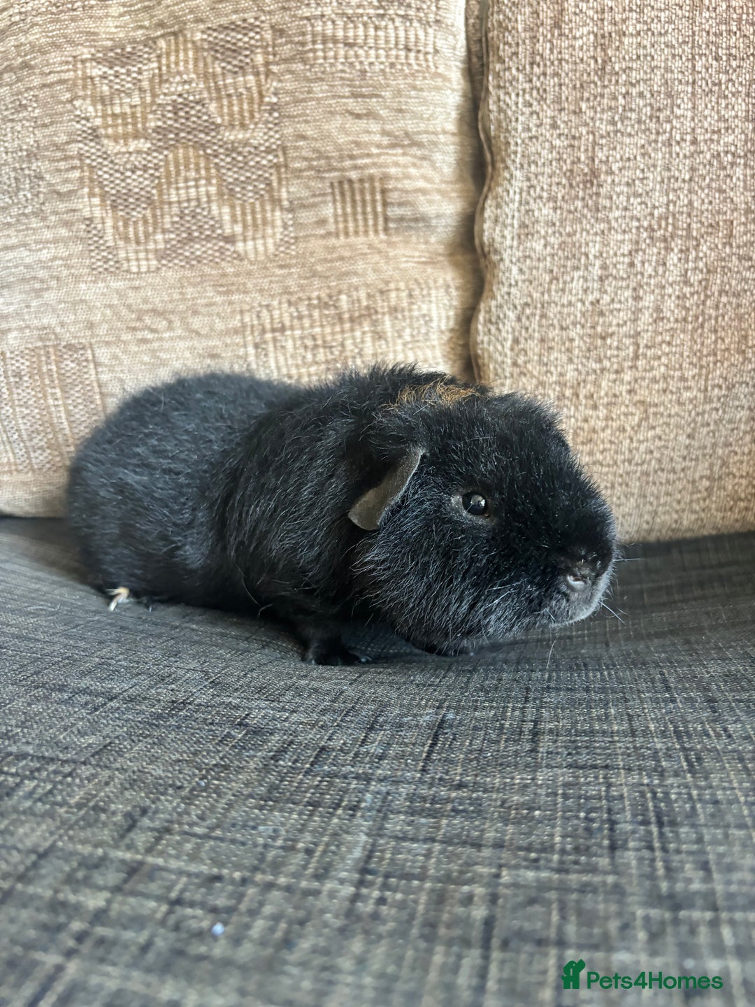 Guinea Pig rodents for sale: 1 male teddy boar available  - Image 5