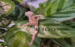 Gecko reptiles for sale: Crested Gecko Babies - Image 5