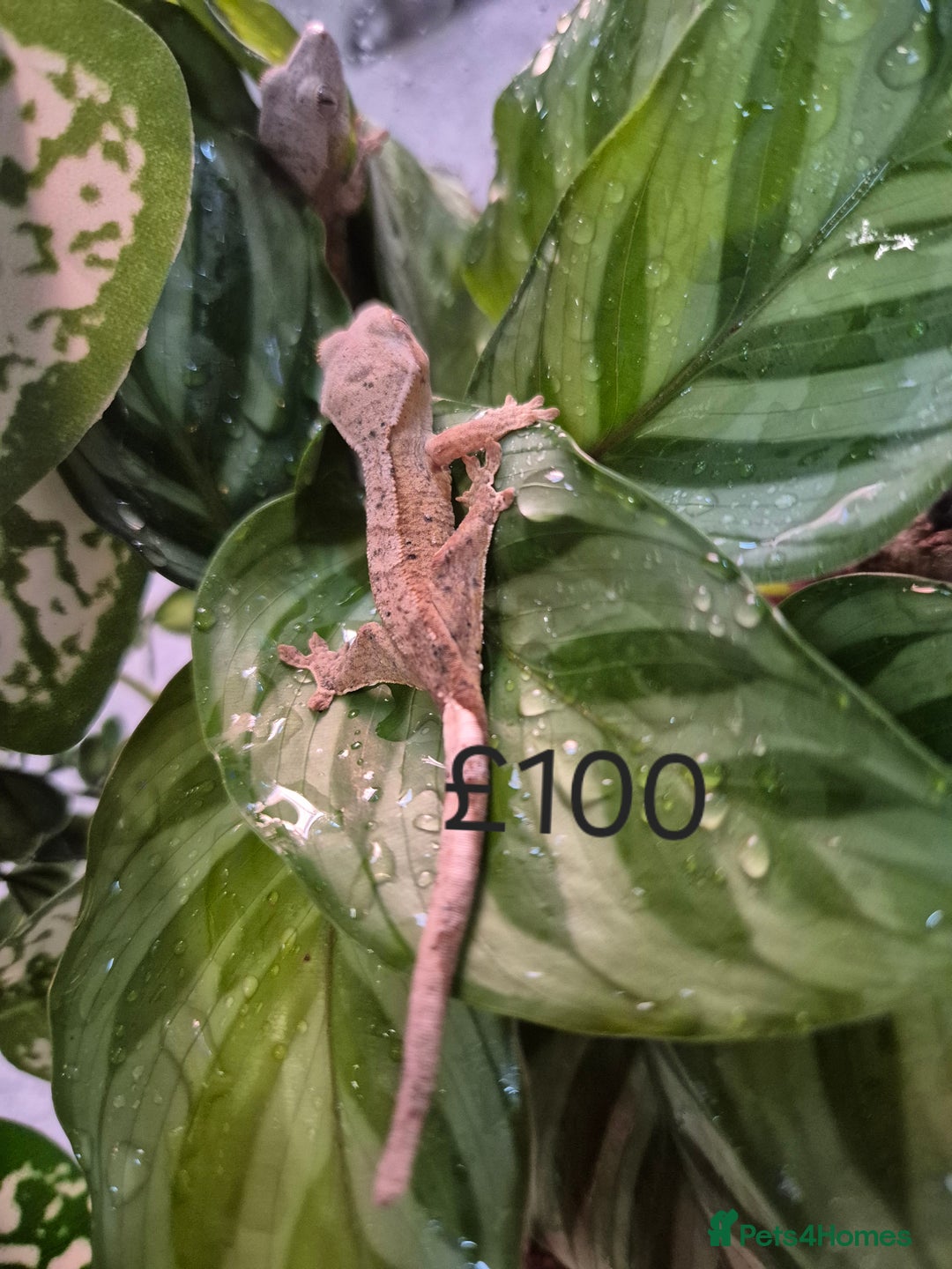 Gecko reptiles for sale: Crested Gecko Babies - Image 5