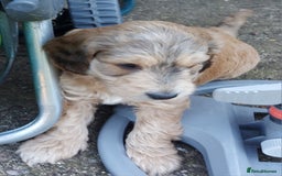 Mixed Breed dogs for sale: Labradoodle Pups for sale - Image 4