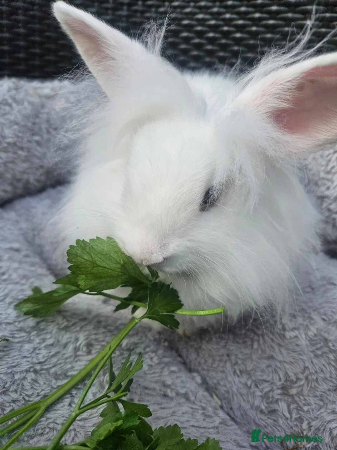 Lionhead rabbits for sale: Gorgeous lion lops - Advert 7