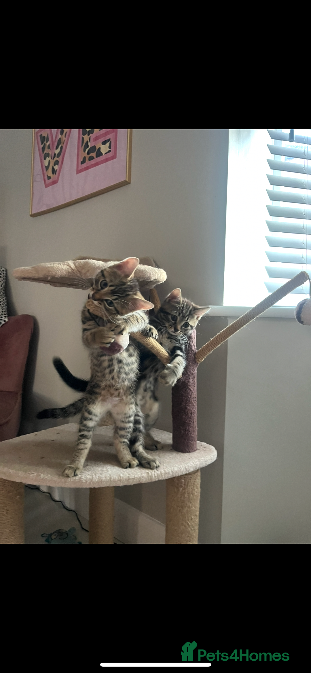 Mixed Breed cats for sale: 5 Adorable Mixed Breed Kittens - Image 5